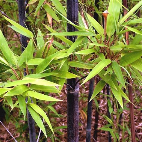 紫竹|紫竹（禾本科刚竹属植物）